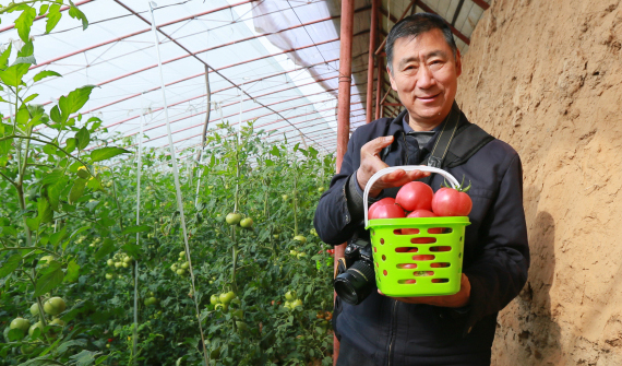 美食品鑒團(tuán)華州區(qū)蔬菜種植基地里享受采摘樂(lè)趣