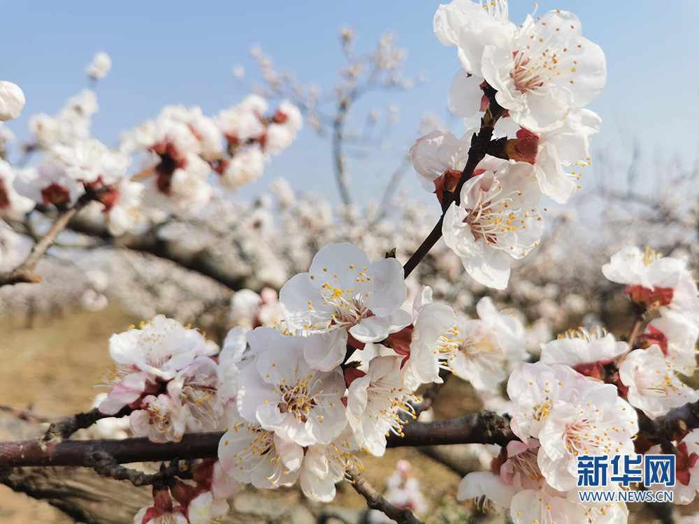 西安鄠邑：杏花開(kāi)迎春來(lái)