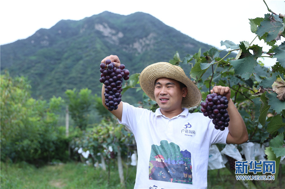 “95后”新農(nóng)人：把青春獻(xiàn)給秦嶺腳下