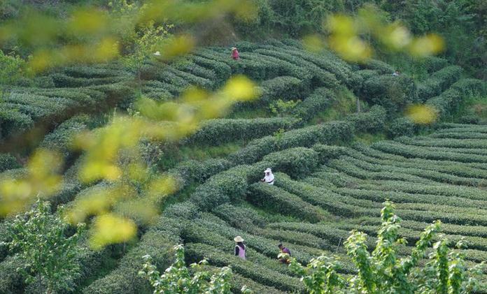 秦巴漢水間，百萬畝茶園帶來綠色“錢”景